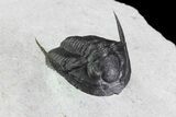 Cornuproetus Trilobite - Fine Preparation #72741-3